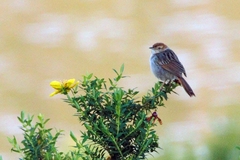 Cisticola lais