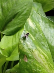 Musca domestica