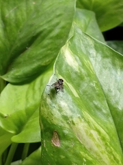 Musca domestica