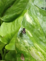 Musca domestica