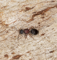 Ephutomorpha cordatiformis