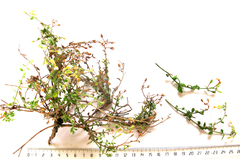 Chaenostoma caeruleum