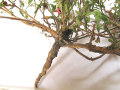 Chaenostoma caeruleum