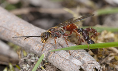 Tachynomyia abdominalis