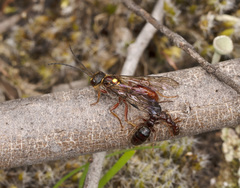Tachynomyia abdominalis