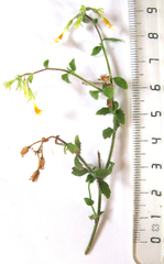 Chaenostoma caeruleum