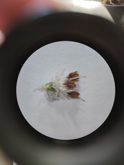 Erica penicilliformis