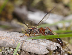Tachynomyia abdominalis