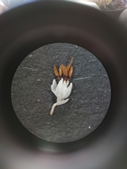 Erica penicilliformis