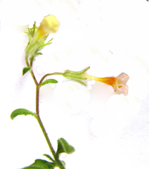 Chaenostoma caeruleum