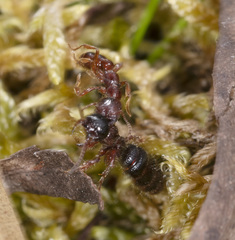 Tachynomyia abdominalis