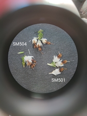 Erica penicilliformis