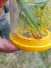 Cirrhophanus triangulifer