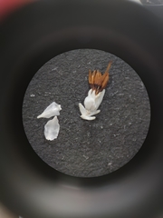 Erica penicilliformis