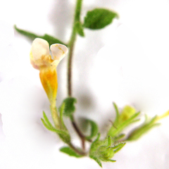 Chaenostoma caeruleum