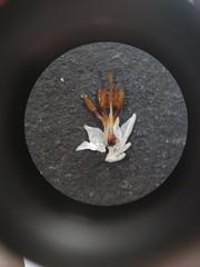 Erica penicilliformis