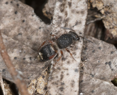 Ephutomorpha lateralis