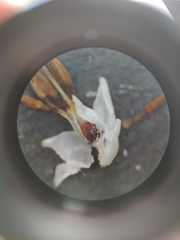 Erica penicilliformis