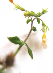 Chaenostoma caeruleum