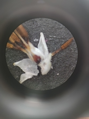 Erica penicilliformis