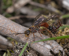 Tachynomyia abdominalis