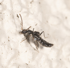 Myrmecocephalus