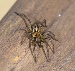 Artoriopsis expolita