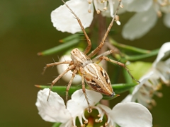 Oxyopes amoenus