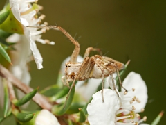 Oxyopes amoenus