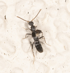 Myrmecocephalus