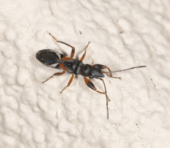 Daerlac cephalotes