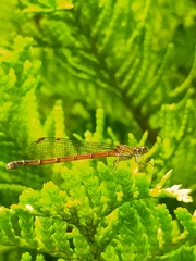 Xanthocnemis zealandica