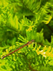 Xanthocnemis zealandica