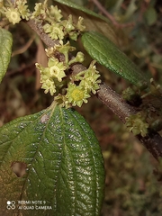Ziziphus oenopolia