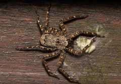 Siamspinops formosensis