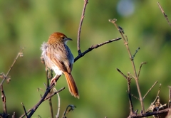 Cisticola lais