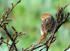 Cisticola lais