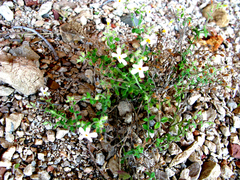 Chaenostoma caeruleum