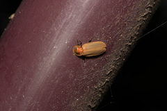 Diaphanes citrinus