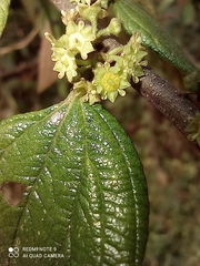 Ziziphus oenopolia