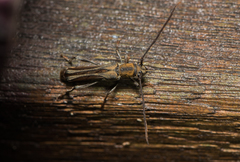 Thranius multinotatus