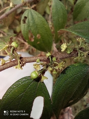 Ziziphus oenopolia