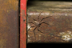 Siamspinops formosensis