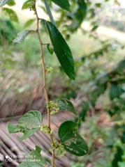 Ziziphus oenopolia