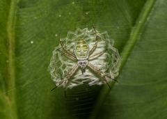Argiope chloreides