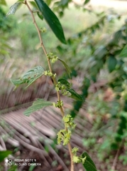 Ziziphus oenopolia