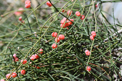 Ephedra foeminea
