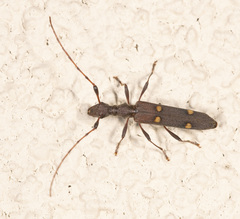 Quasiphneope quadrimaculata