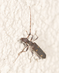 Quasiphneope quadrimaculata