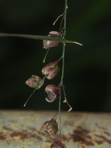 Conidiosporomyces ayresii